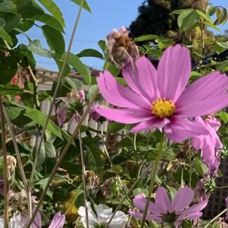 Cosmos Pink