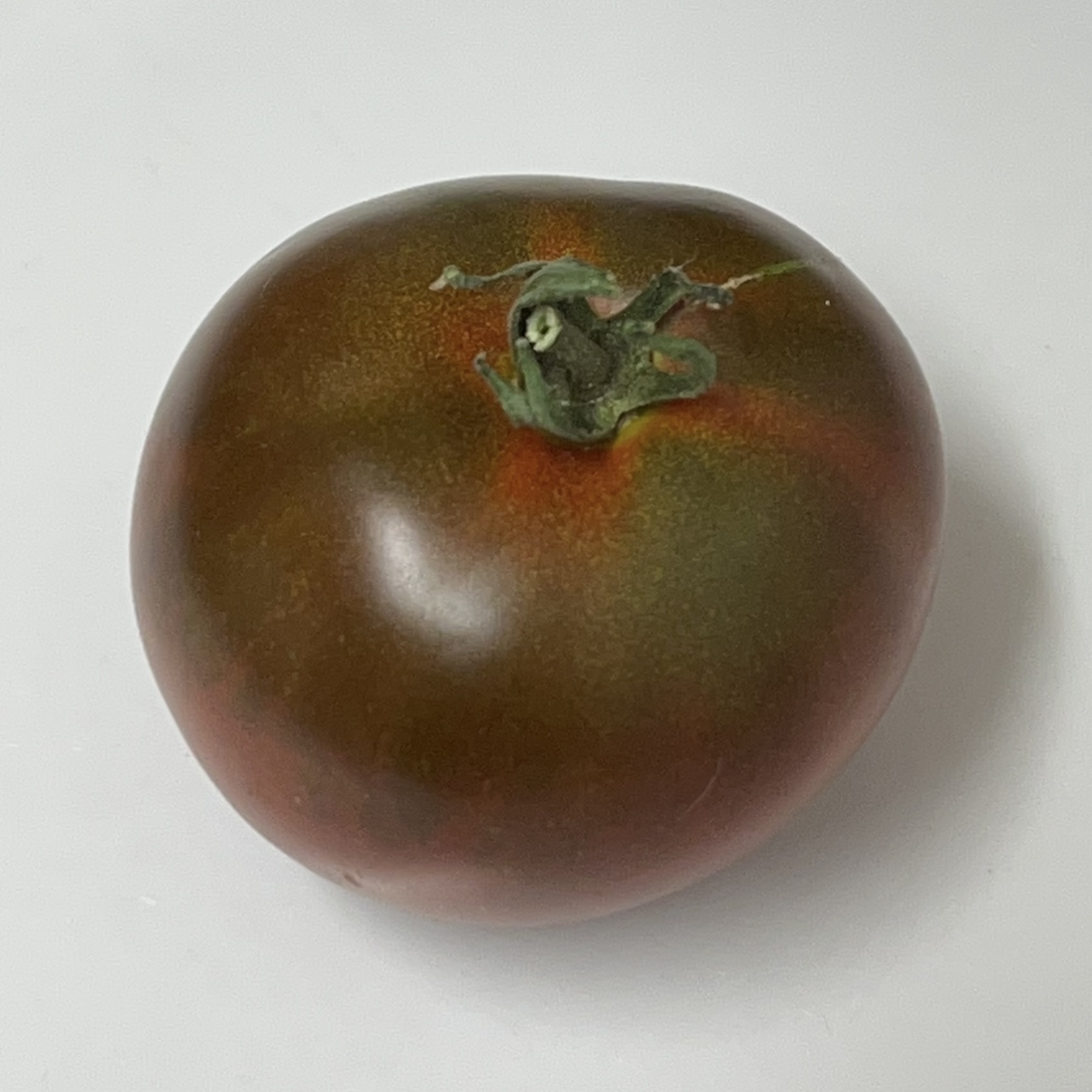 Tomato - Sputnik Tomato - Sputnik