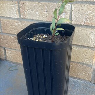 1x Santalum Spicatum Sapling