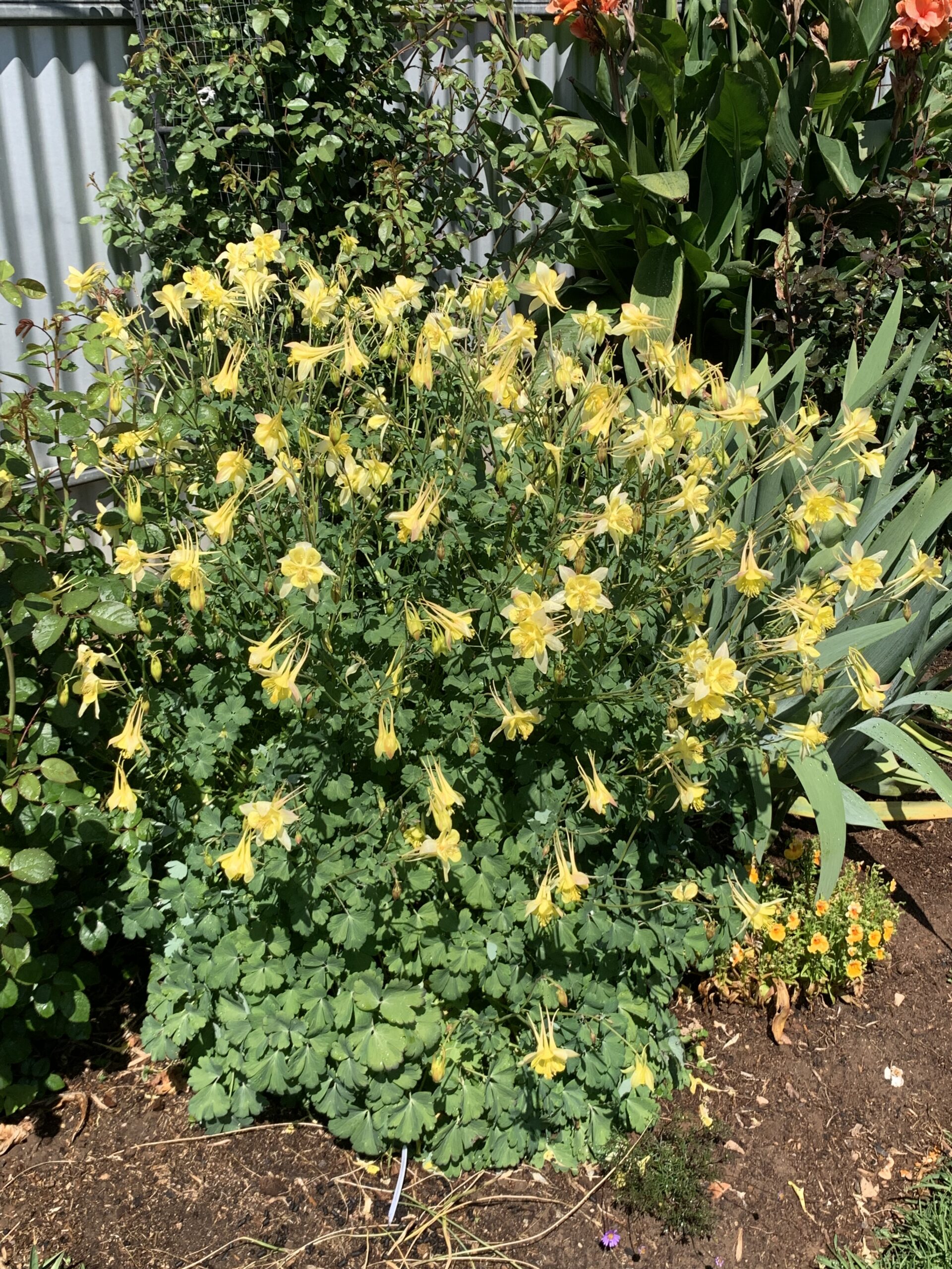 Aquilegia Yellow Aquilegia Yellow - Image 2