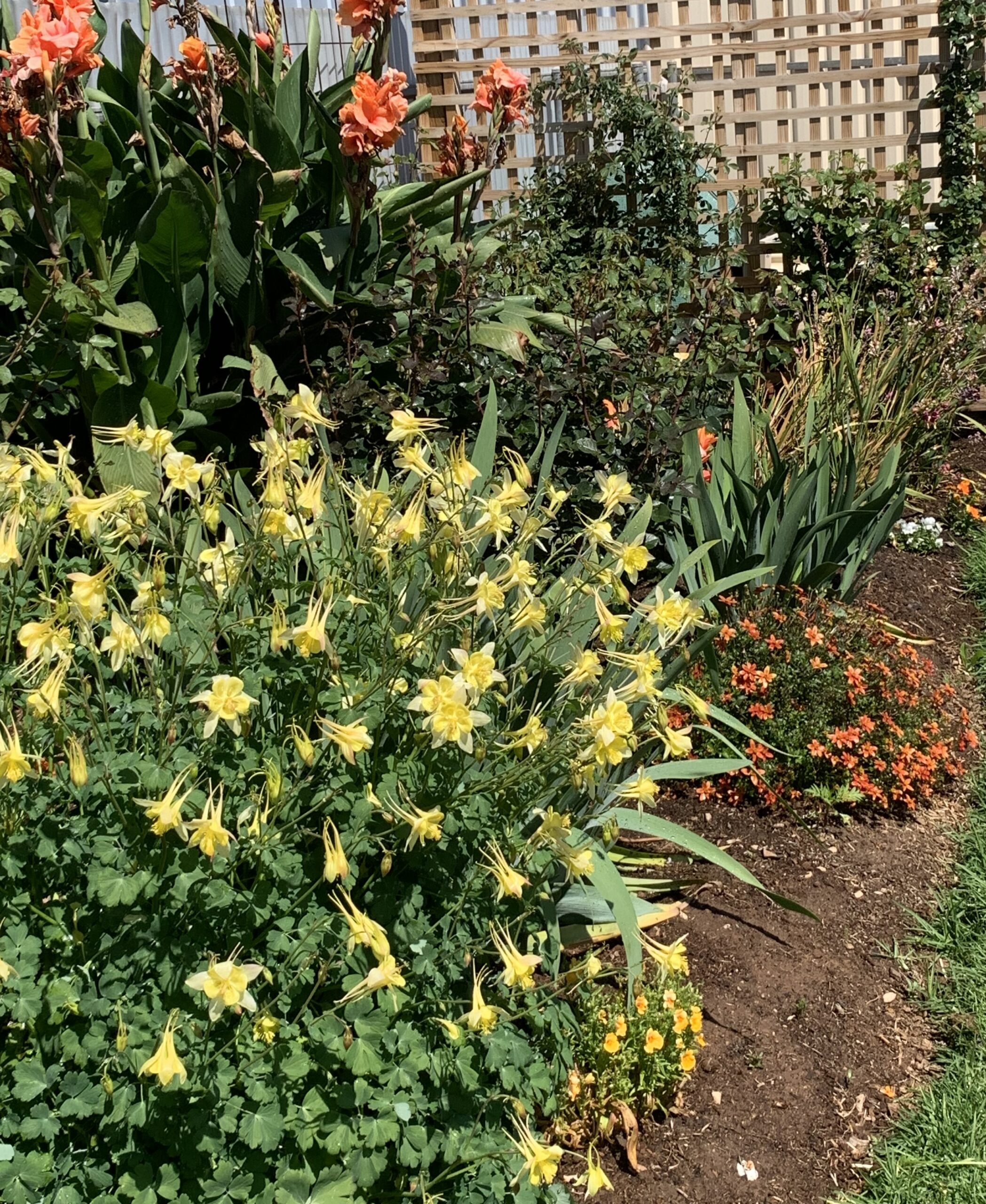 Aquilegia Yellow Aquilegia Yellow - Image 3