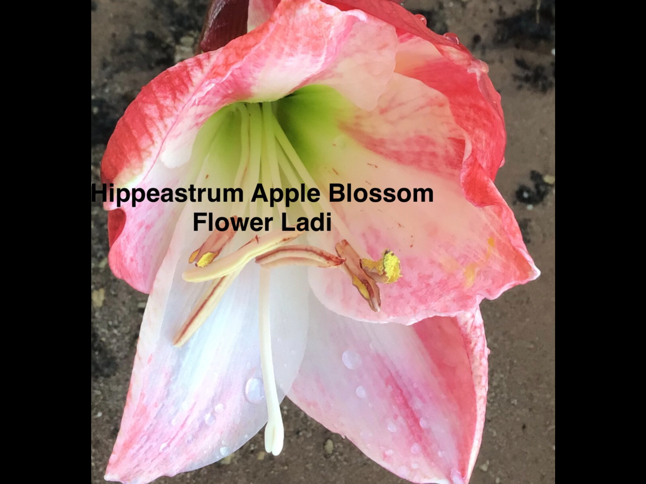 Hippeastrum Bulb (Ready To Flower) Hippeastrum Bulb (Ready To Flower) - Image 2