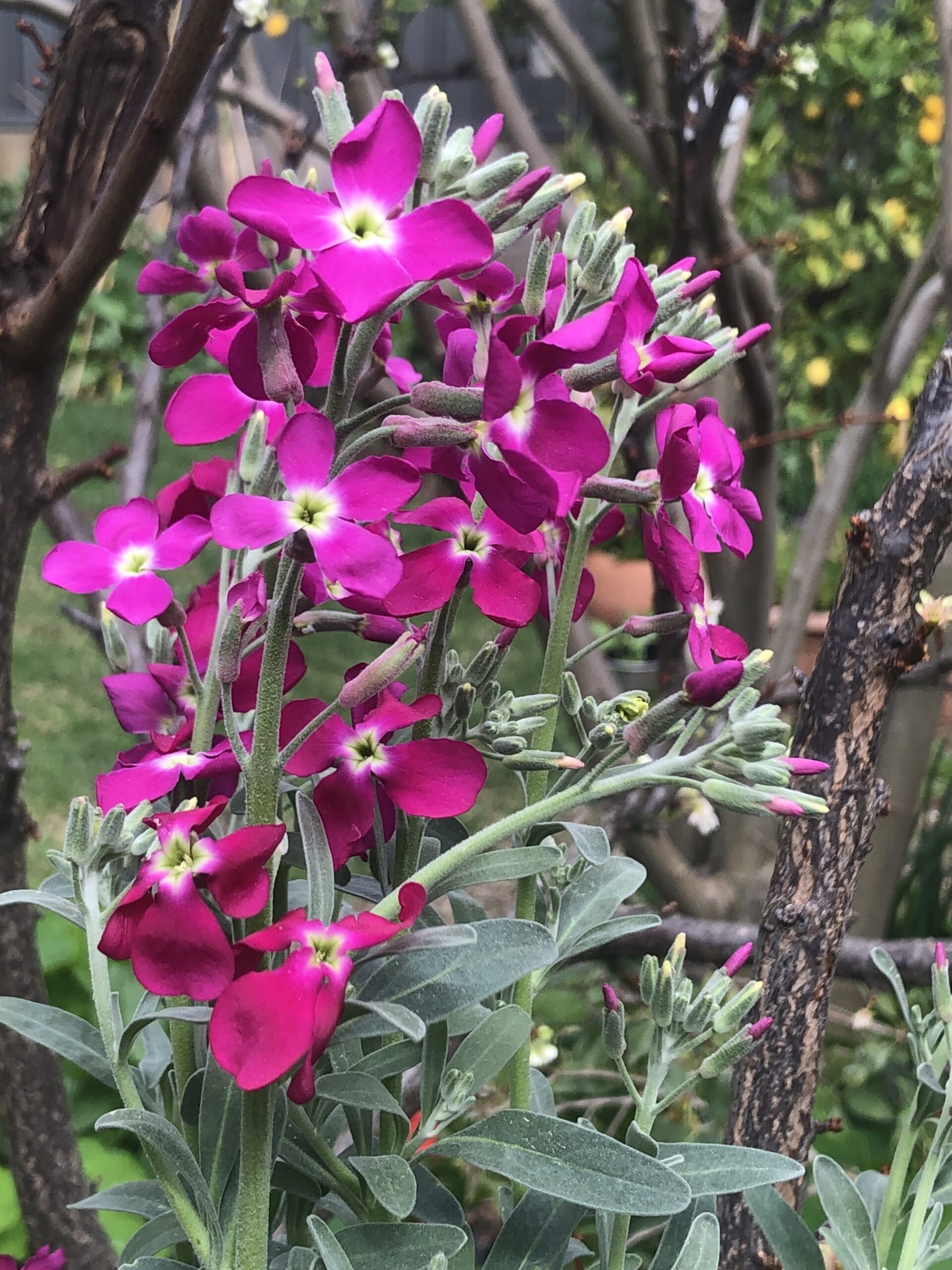 Stocks Pink Tall Column - Local Seeds