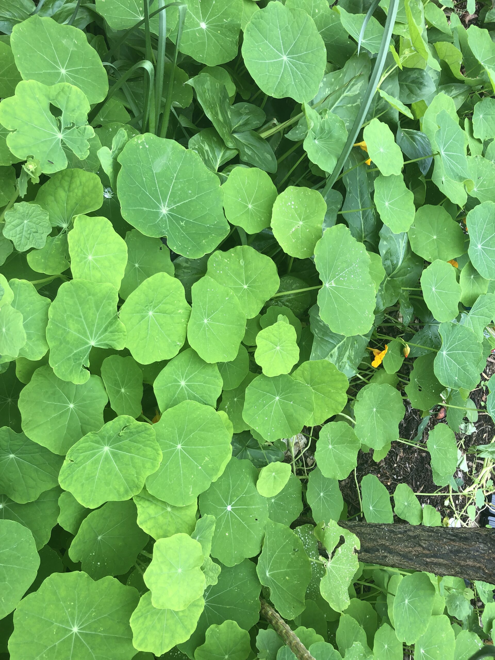 Tropaeolum Majus Nasturtium Mix Tropaeolum Majus Nasturtium Mix - Image 2