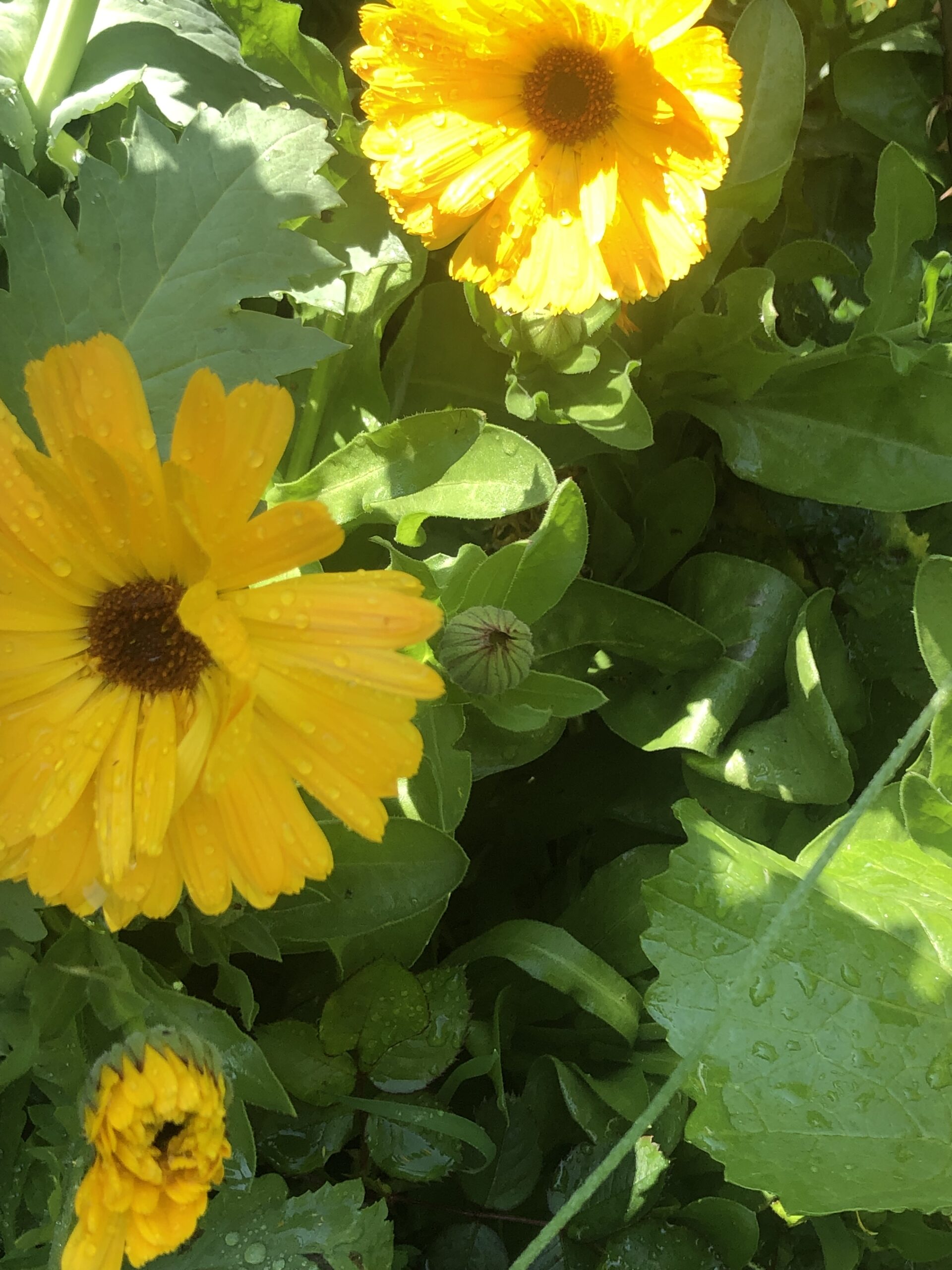Calendula Pot Marigold Yellow & Orange Mix Calendula Pot Marigold Yellow & Orange Mix - Image 2