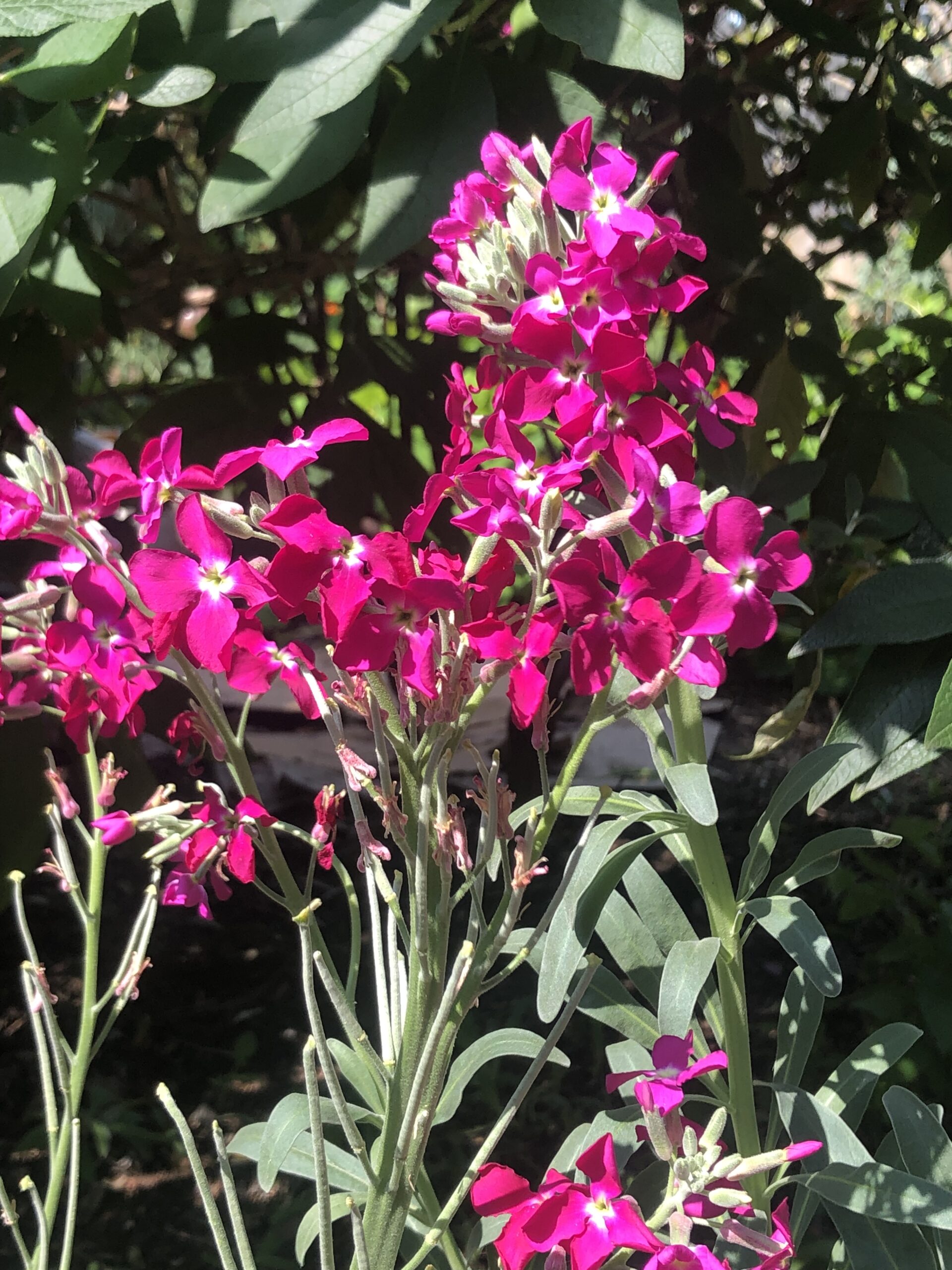 Stocks Pink Tall Column - Local Seeds