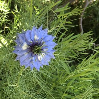 Love In The Mist Nigella Damascena Blue