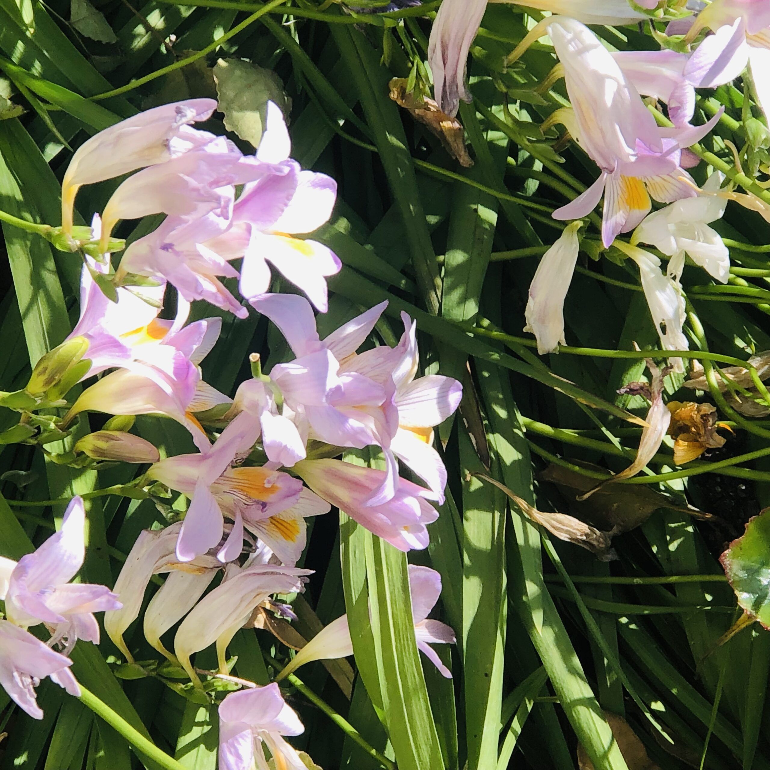 Freesia Pastel Mixed Freesia Pastel Mixed