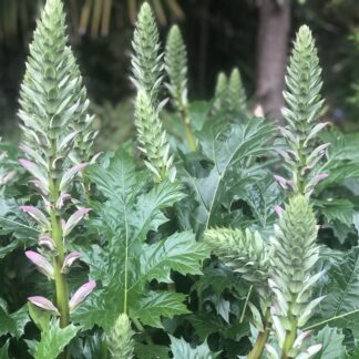 Acanthus Mollis Oyster Plant