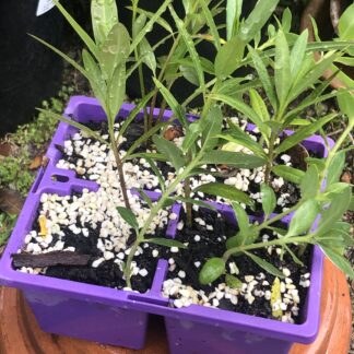 Gomphocarpus Fruticosus Thin Swan Plant Milkweed