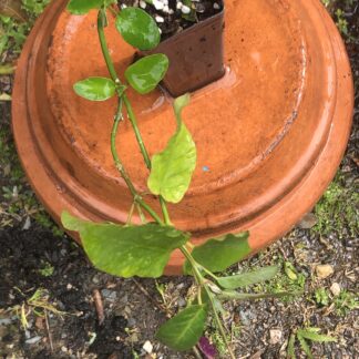 Milkweed Green Latex Vine Or Strangler Vine Tube Plant