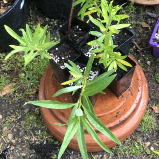 Milkweed Gomphocarpus Fruticosus Tube Plant