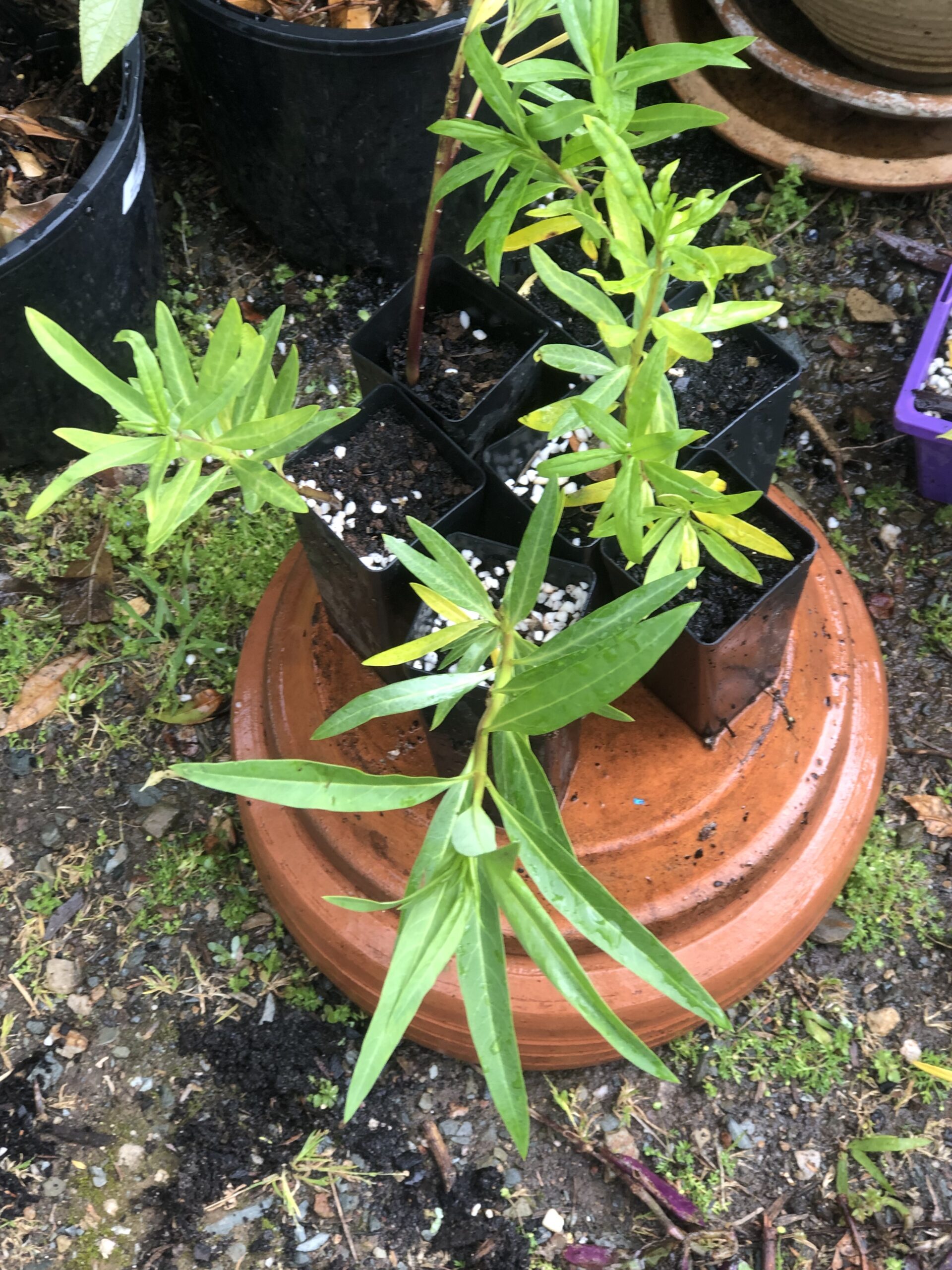 Milkweed Gomphocarpus Fruticosus Tube Plant Milkweed Gomphocarpus Fruticosus Tube Plant