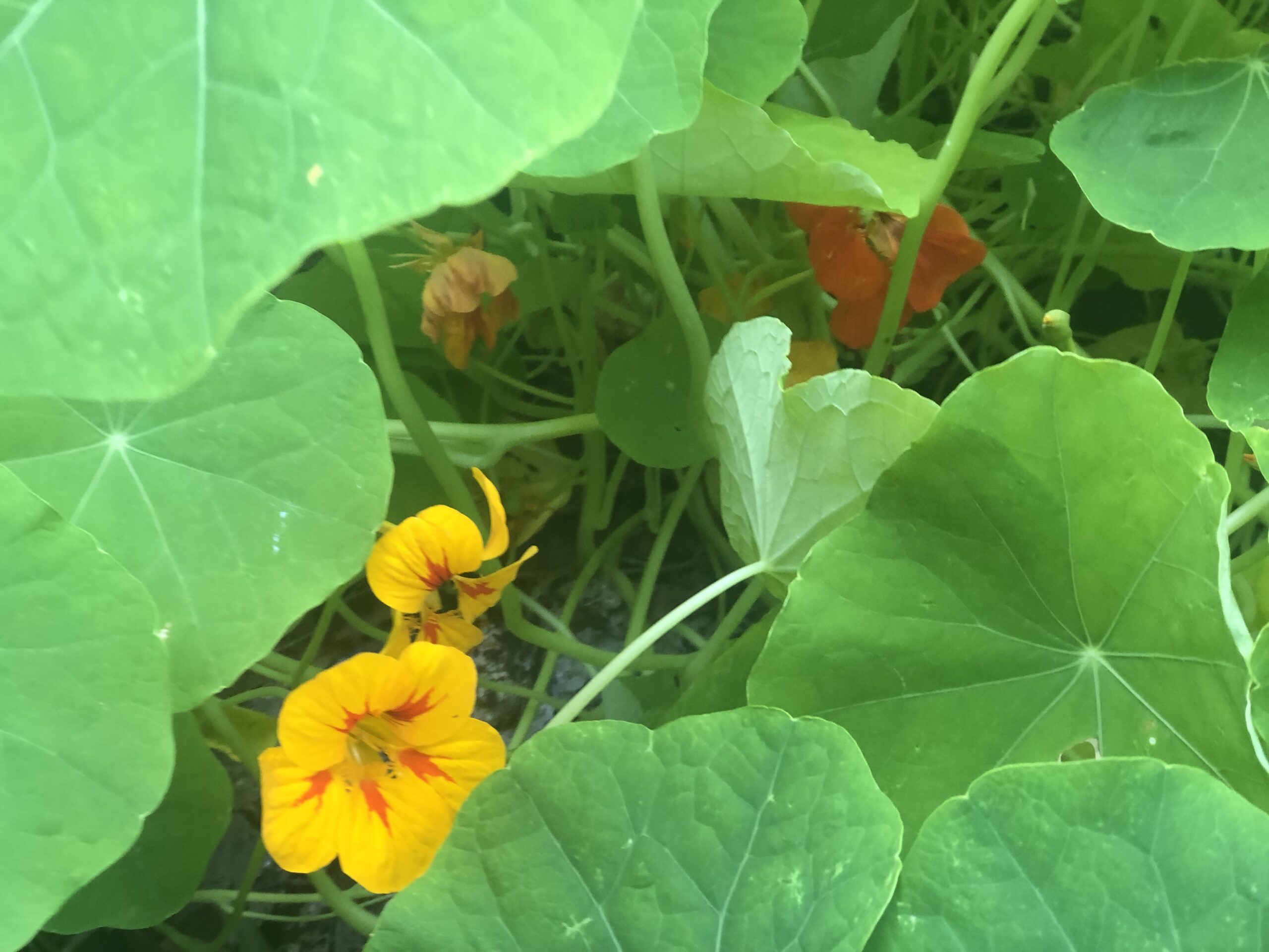 Tropaeolum Majus Nasturtium Mix Tropaeolum Majus Nasturtium Mix - Image 6