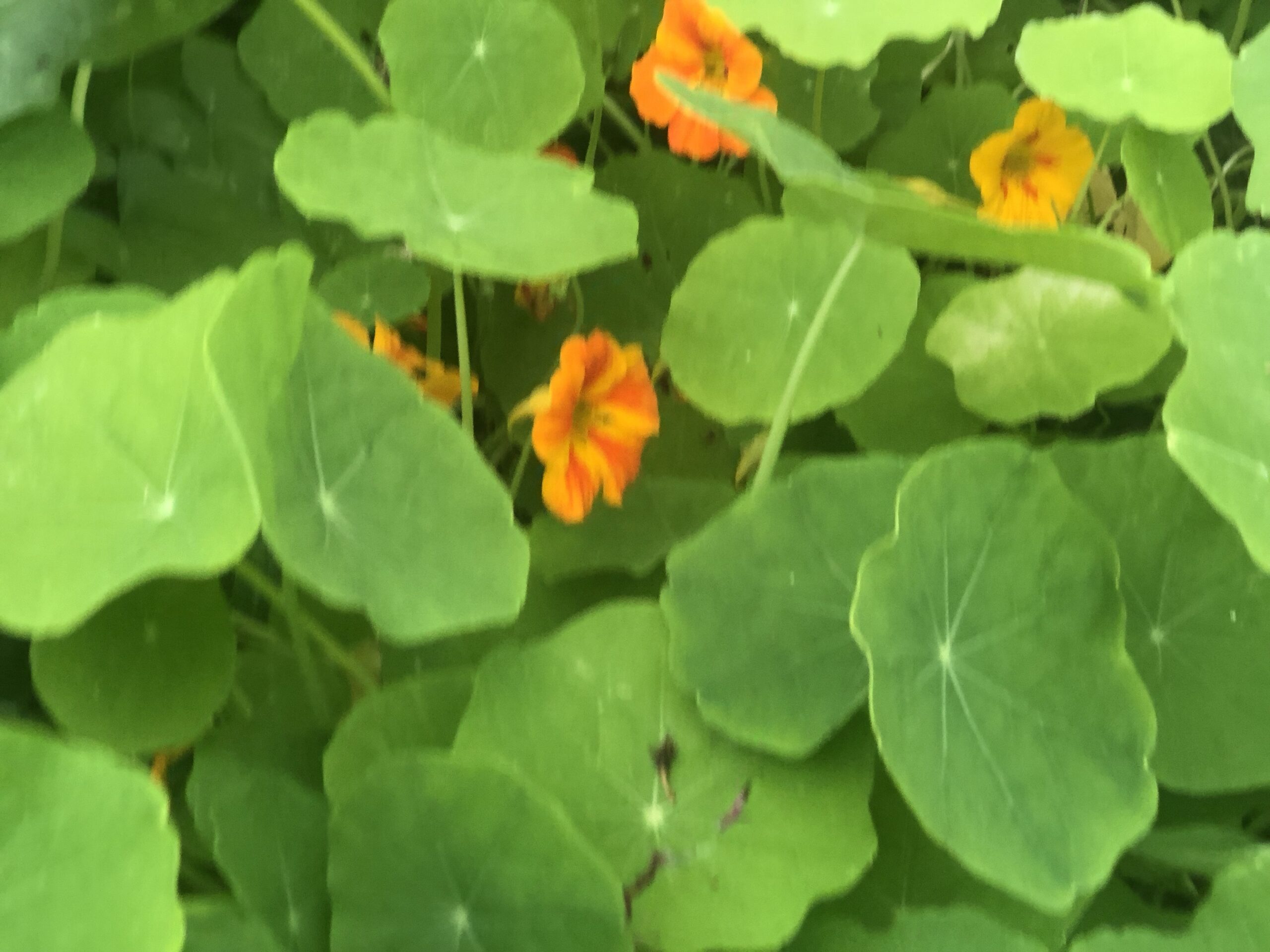 Tropaeolum Majus Nasturtium Mix Tropaeolum Majus Nasturtium Mix - Image 8