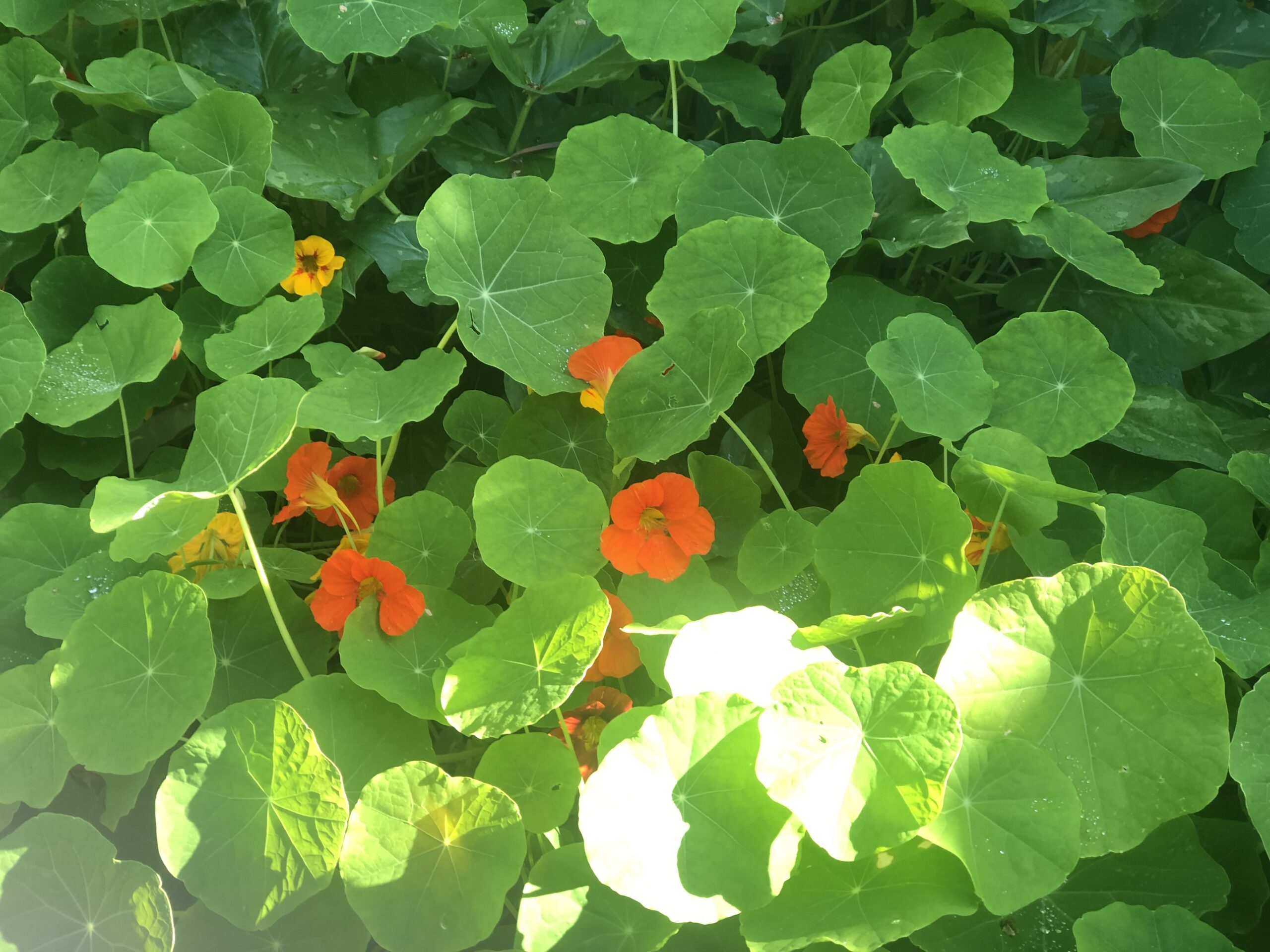 Tropaeolum Majus Nasturtium Mix Tropaeolum Majus Nasturtium Mix - Image 5