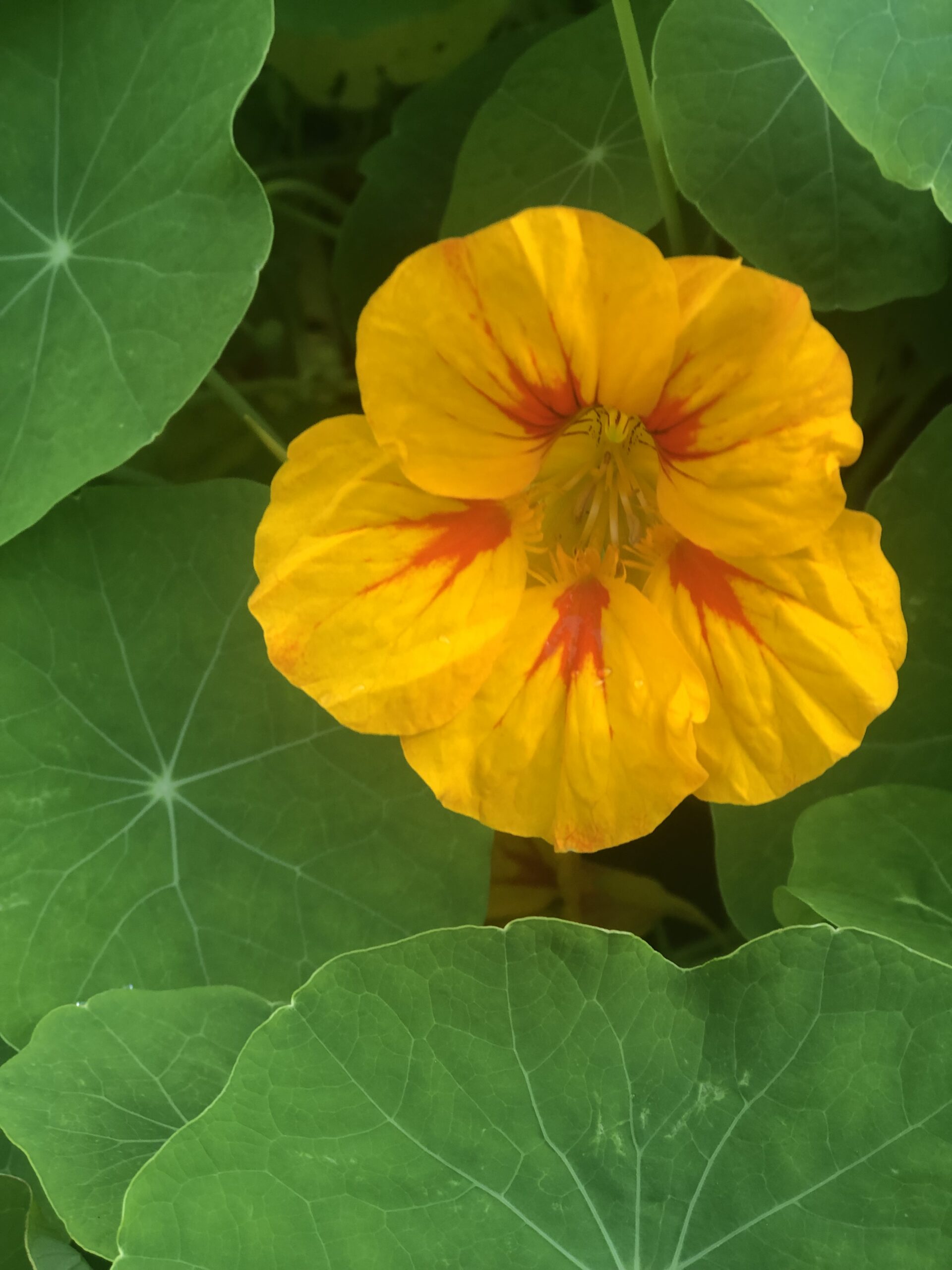 Tropaeolum Majus Nasturtium Mix Tropaeolum Majus Nasturtium Mix - Image 3