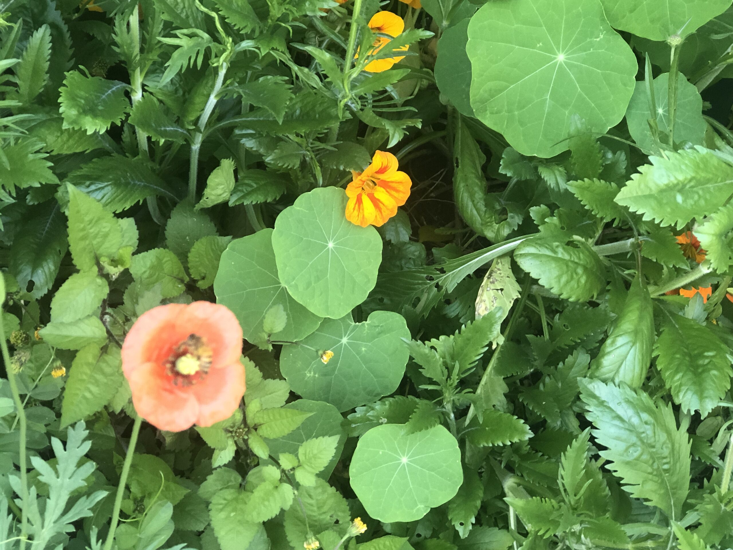 Tropaeolum Majus Nasturtium Mix Tropaeolum Majus Nasturtium Mix - Image 9