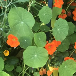 Tropaeolum Majus Nasturtium Mix