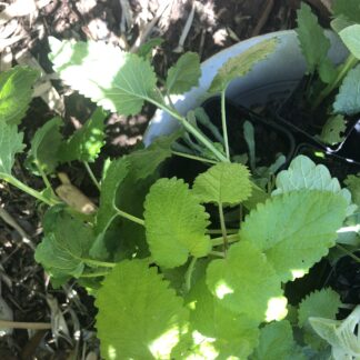 Lemon Balm Or Melissa Officinalis Tube Plant