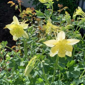 Aquilegia Yellow