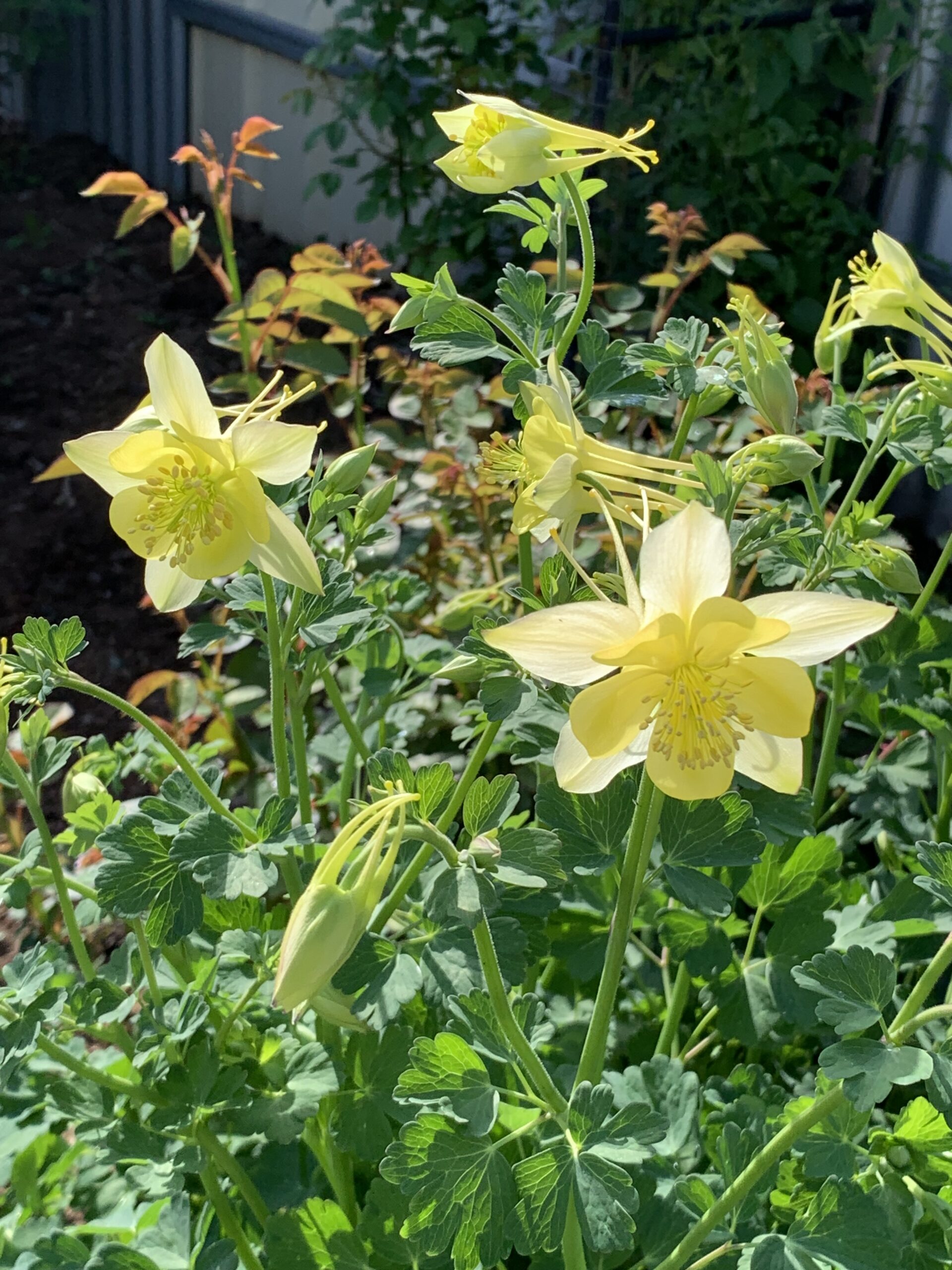 Aquilegia Yellow Aquilegia Yellow