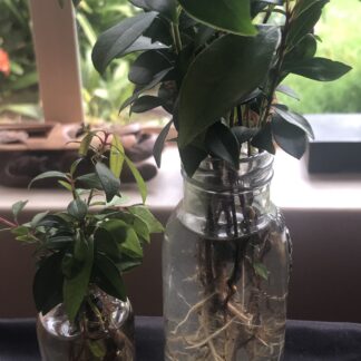 Lilly Pilly Barerooted Seedlings