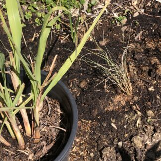 Native Lemon Scented Grass Or Native Lemon Grass Tube Plant