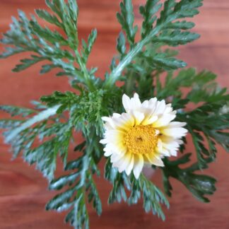 Myrtle Mountain Seeds