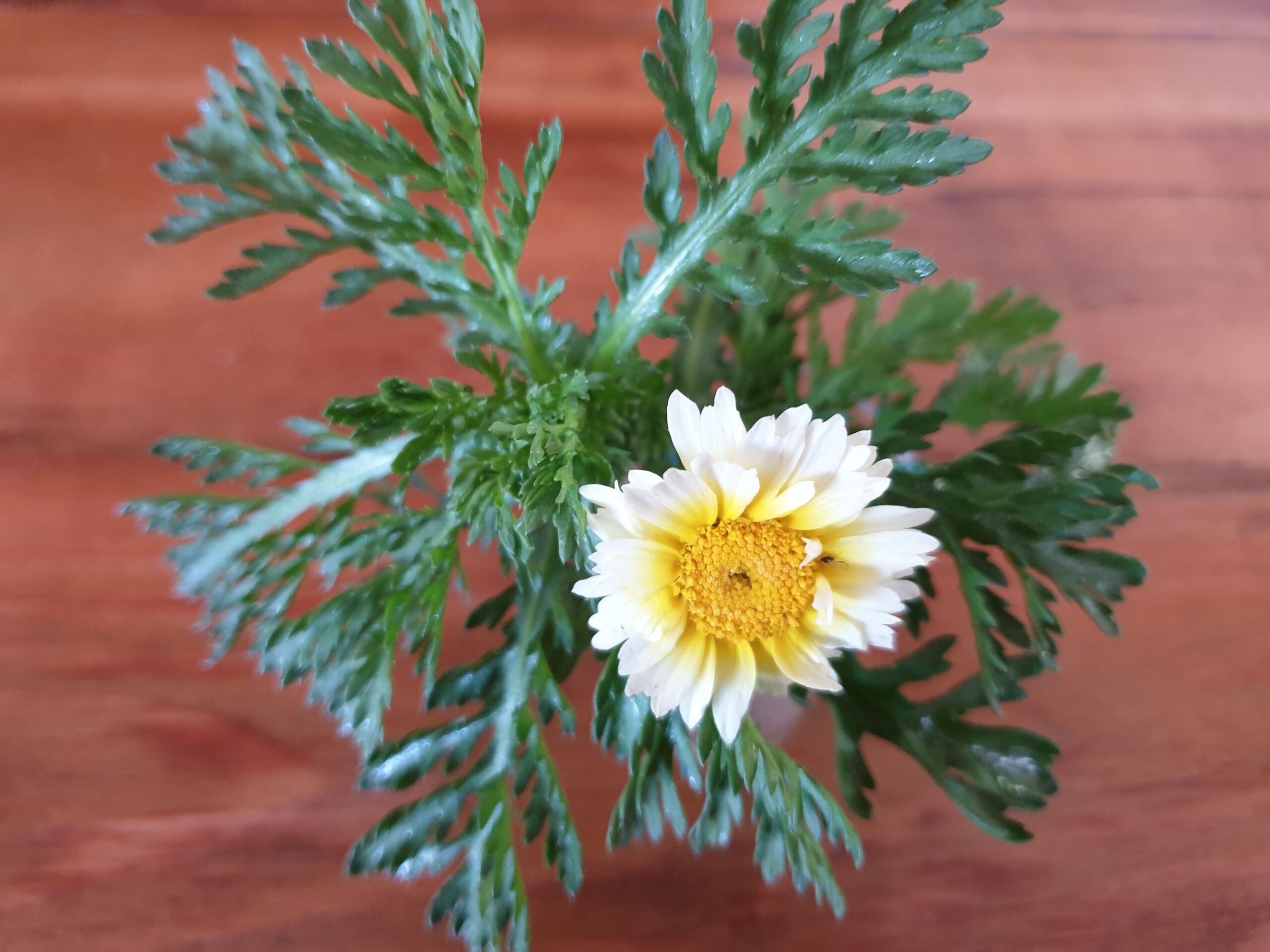 Serrated Leaf Garland Myrtle Mountain Seeds