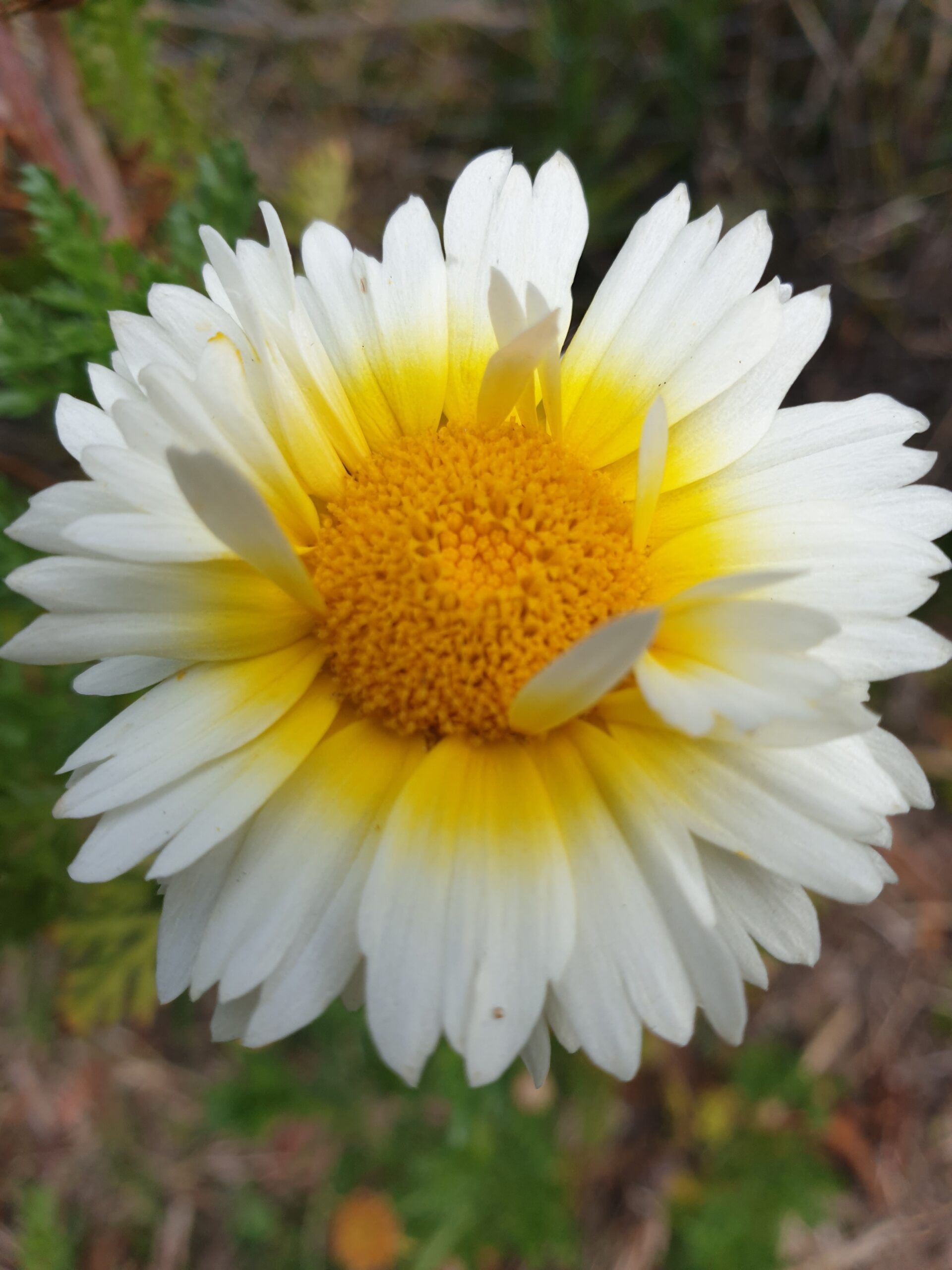Serrated Leaf Garland Myrtle Mountain Seeds