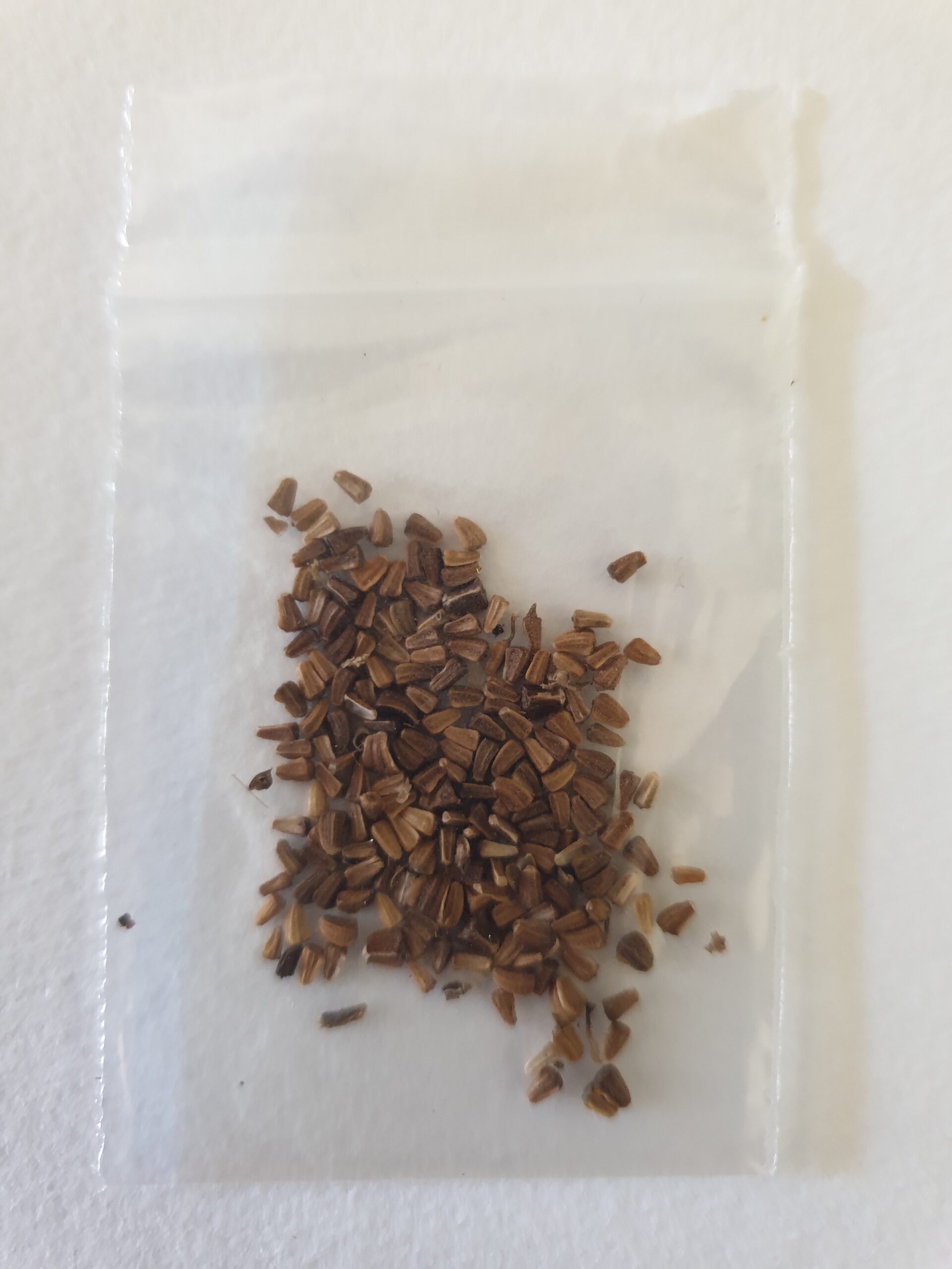 Serrated Leaf Garland Myrtle Mountain Seeds