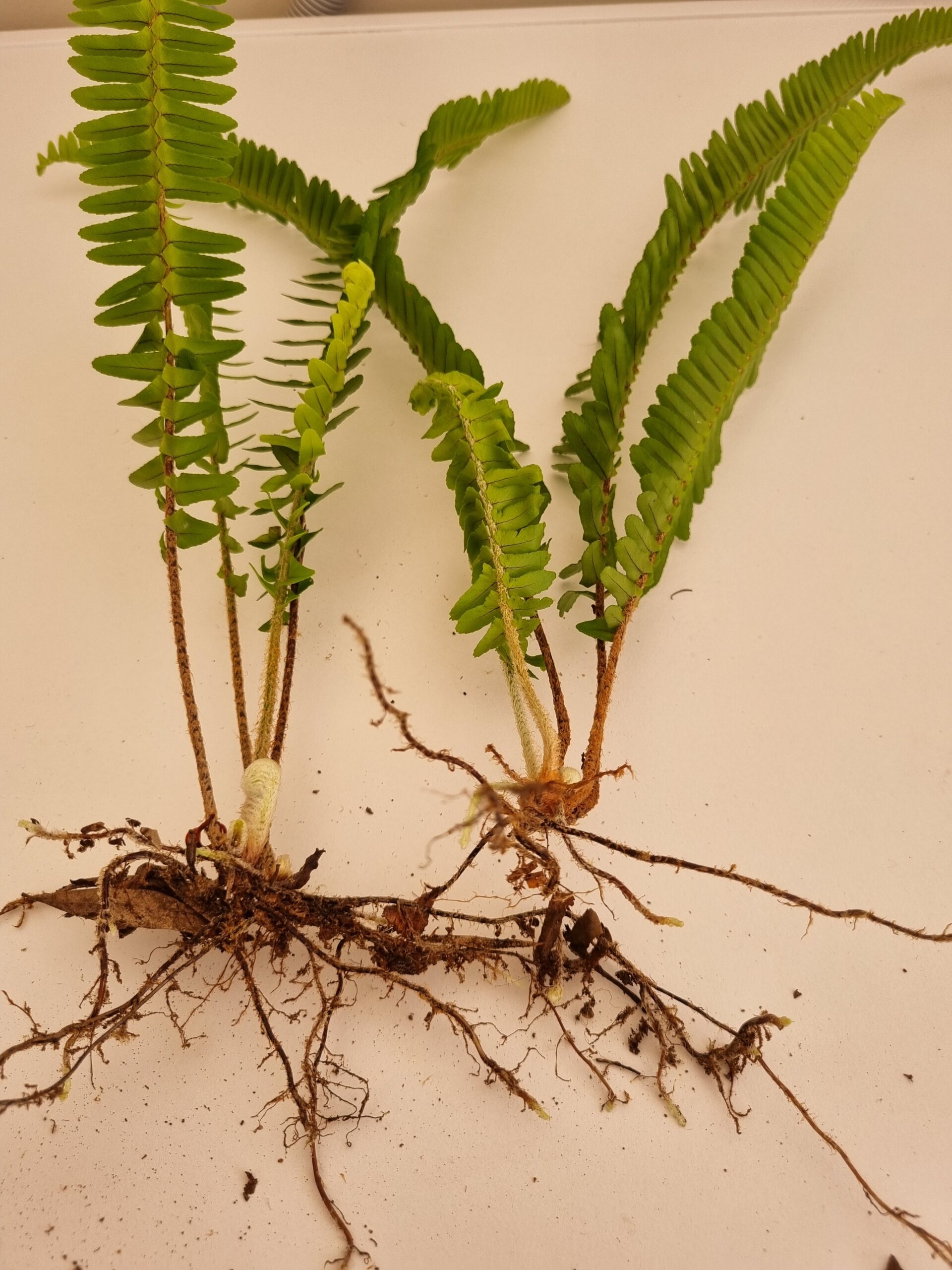 Sword Fern (Neprolepis Cordifolia) Sword Fern (Neprolepis Cordifolia)