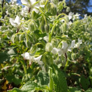 Myrtle Mountain Seeds