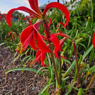 Aztec Lilly (Jacobean Lily)