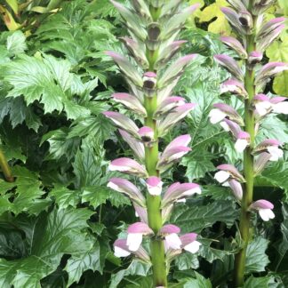 Acanthus Mollis Oyster Plant