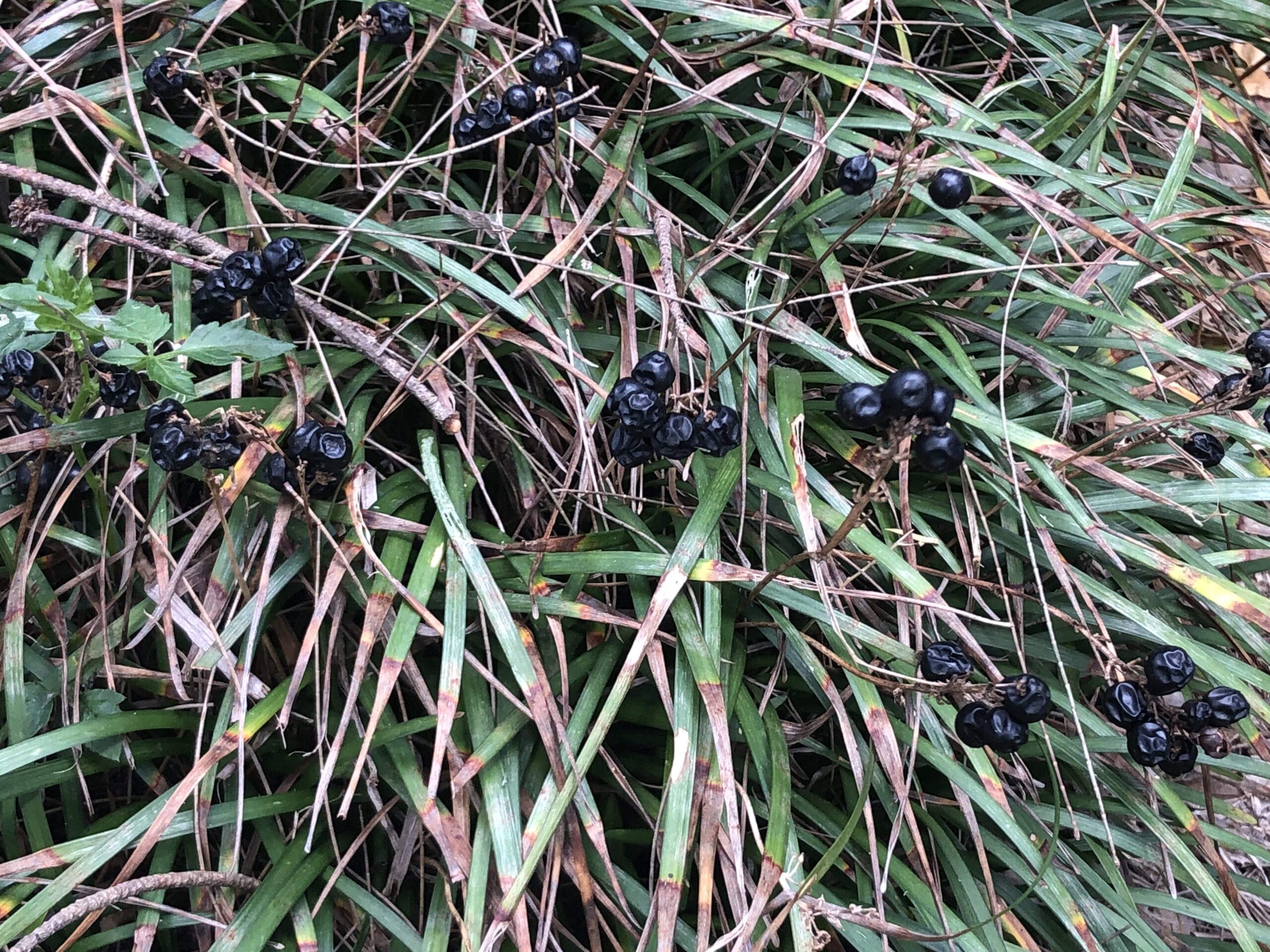 Mondo Grass Mondo Grass