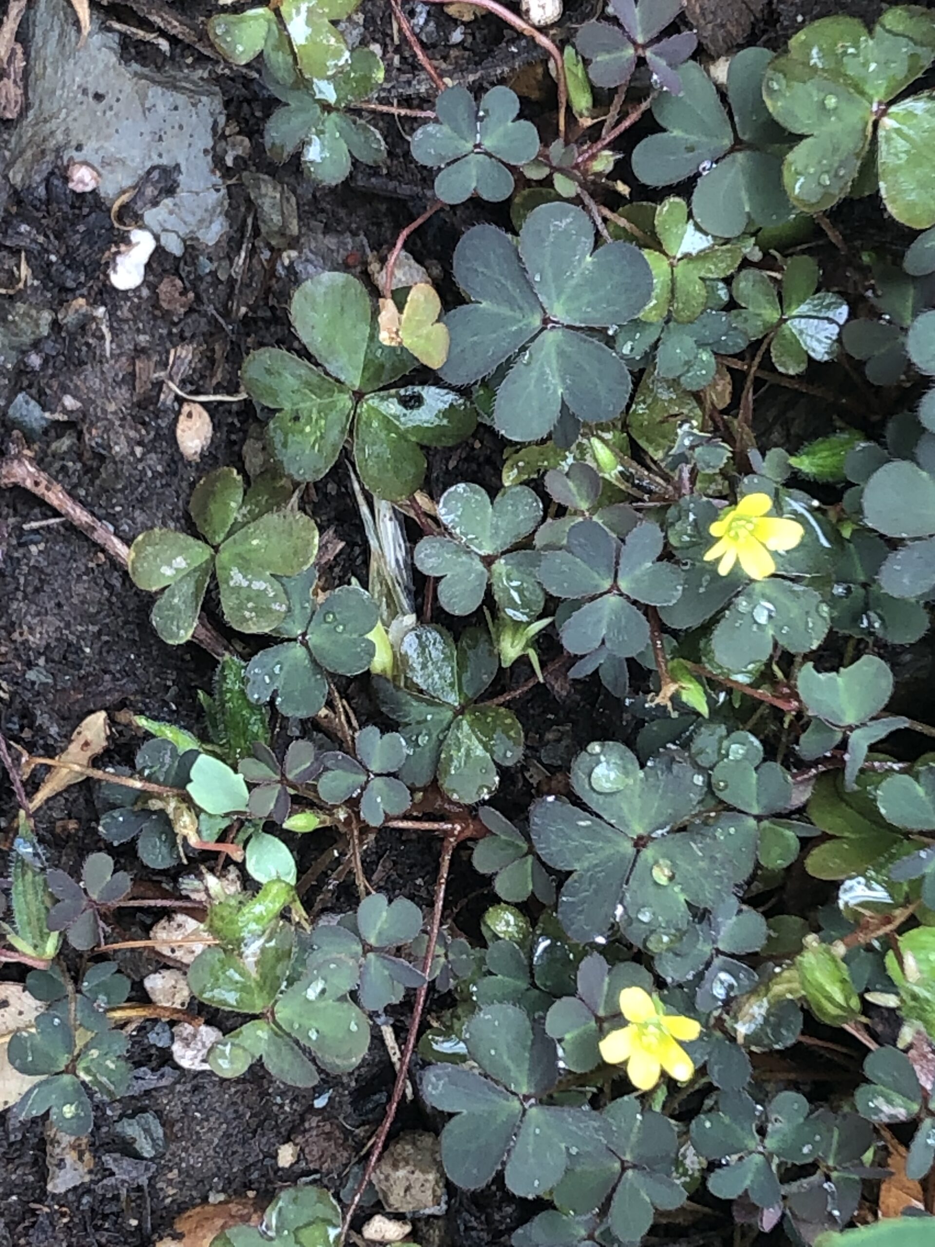 Common Yellow Sorrel Oxalis Common Yellow Sorrel Oxalis - Image 2