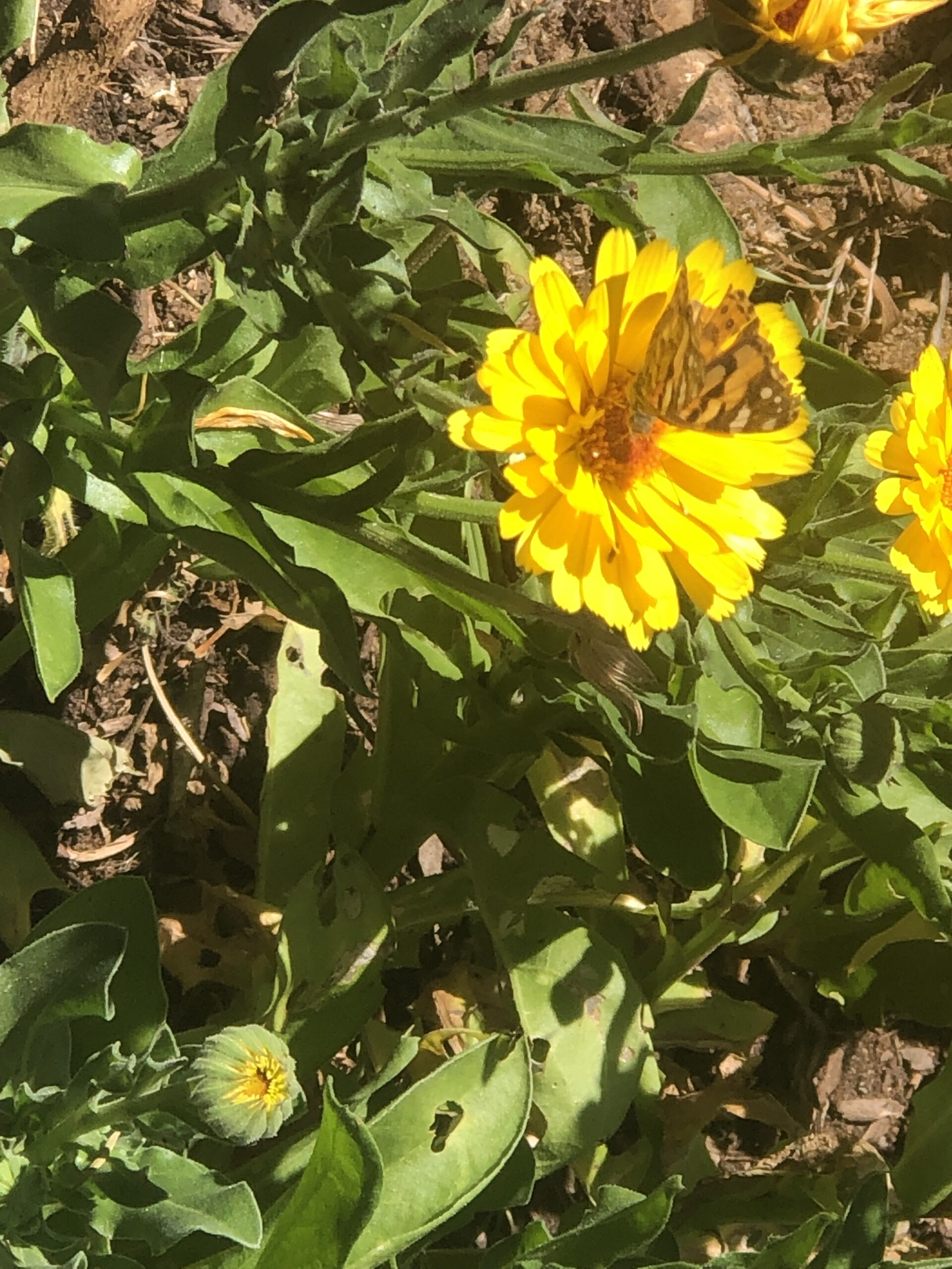 Calendula Pot Marigold Yellow & Orange Mix Calendula Pot Marigold Yellow & Orange Mix