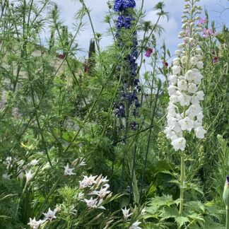 Delphinium Pacific Giant - White