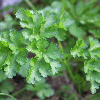 Italian Parsley
