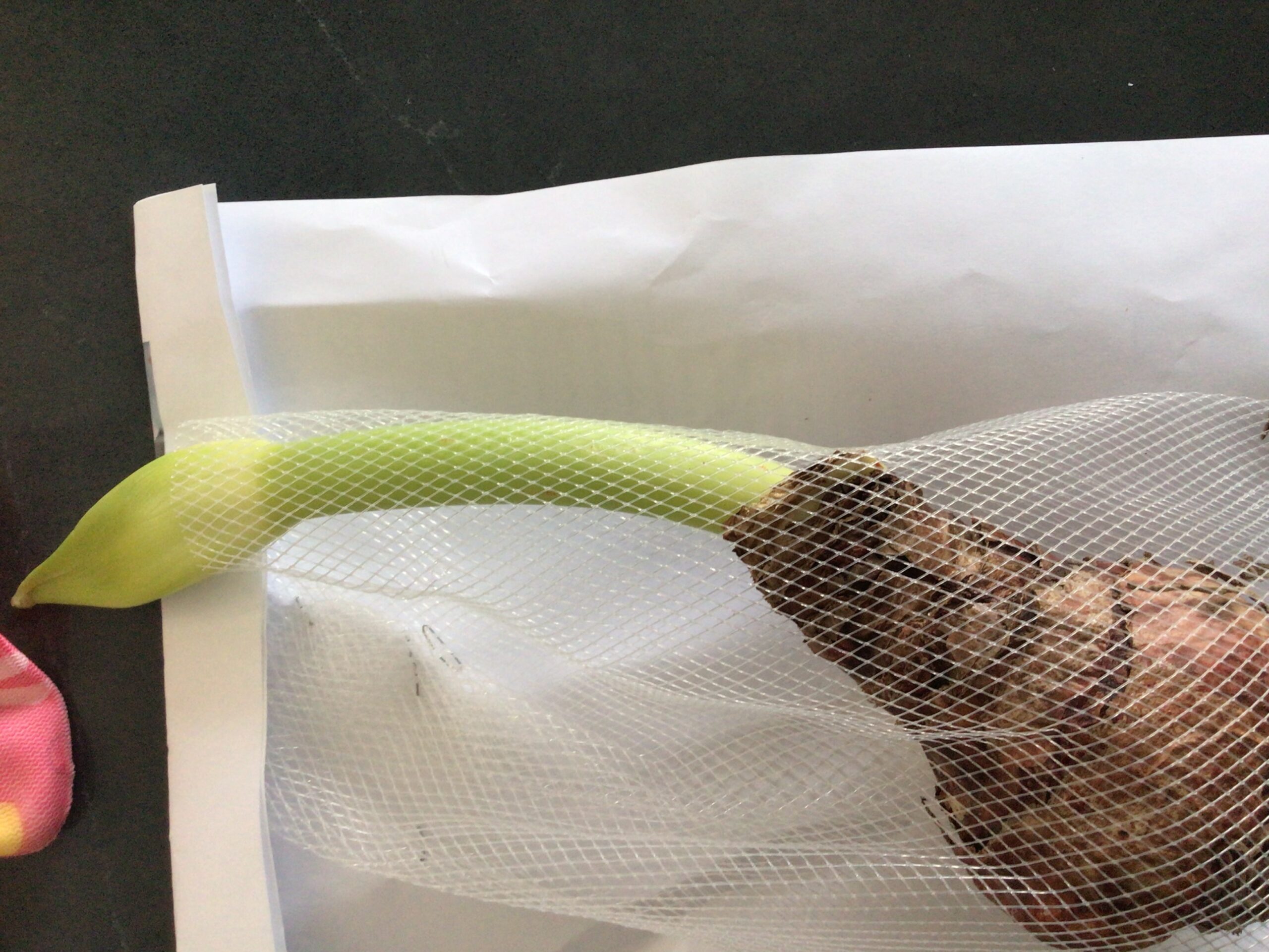 Hippeastrum Bulb (Ready To Flower) Hippeastrum Bulb (Ready To Flower) - Image 5