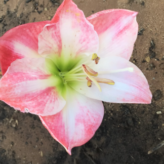 Hippeastrum Bulb (Ready To Flower)