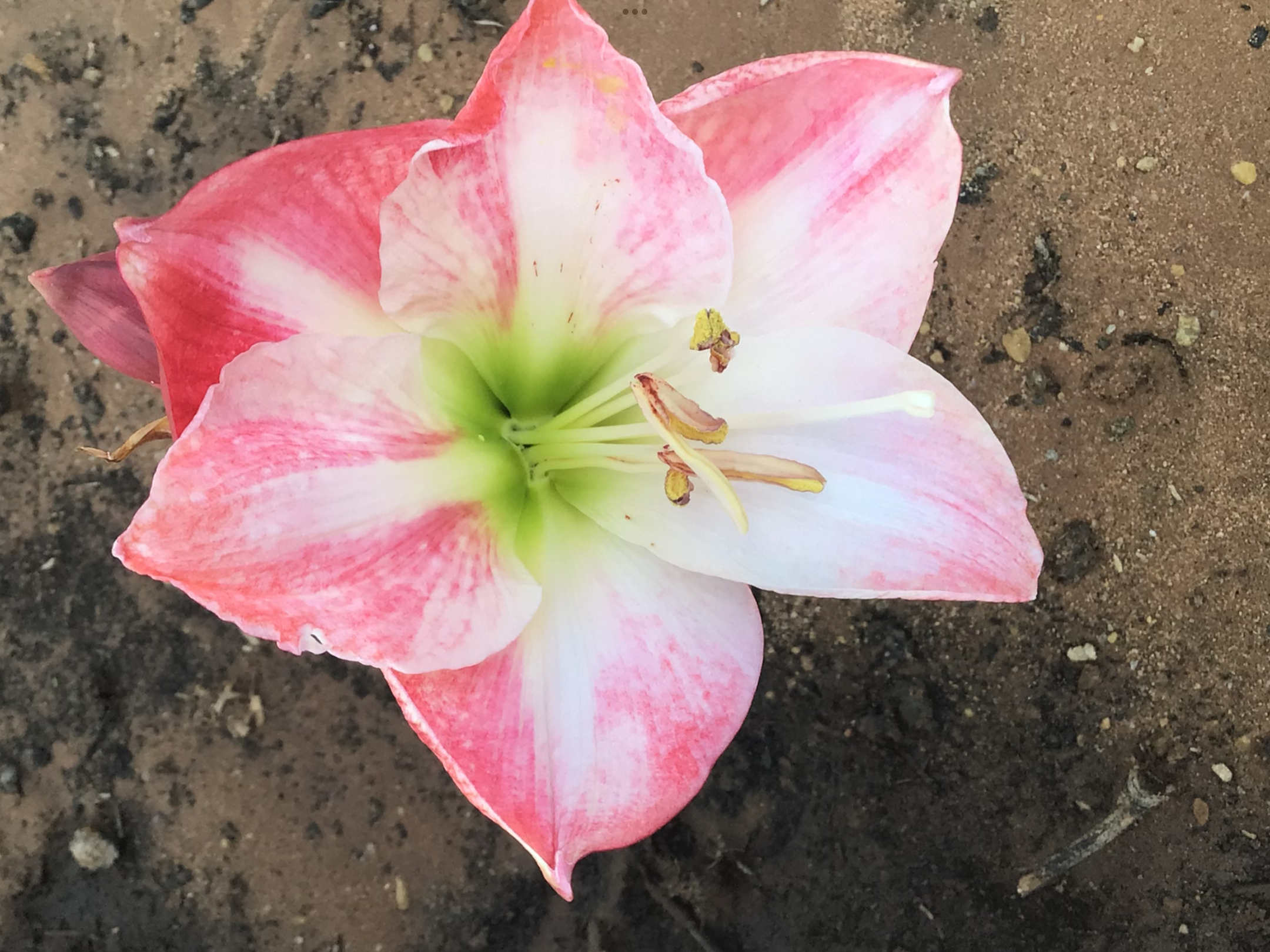 Hippeastrum Bulb (Ready To Flower) Hippeastrum Bulb (Ready To Flower)