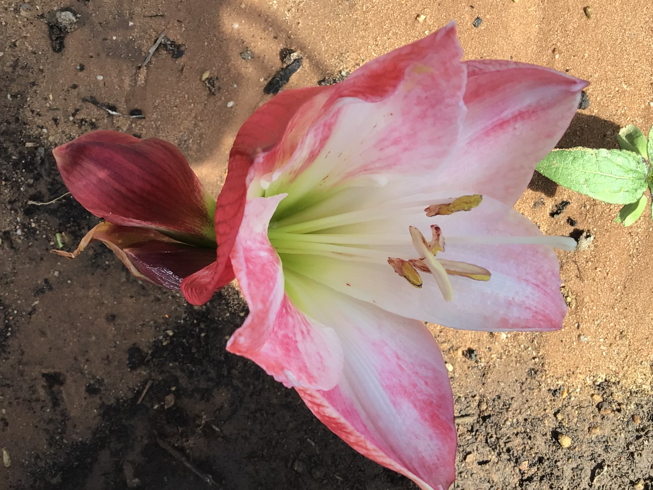 Hippeastrum Bulb (Ready To Flower) Hippeastrum Bulb (Ready To Flower) - Image 3