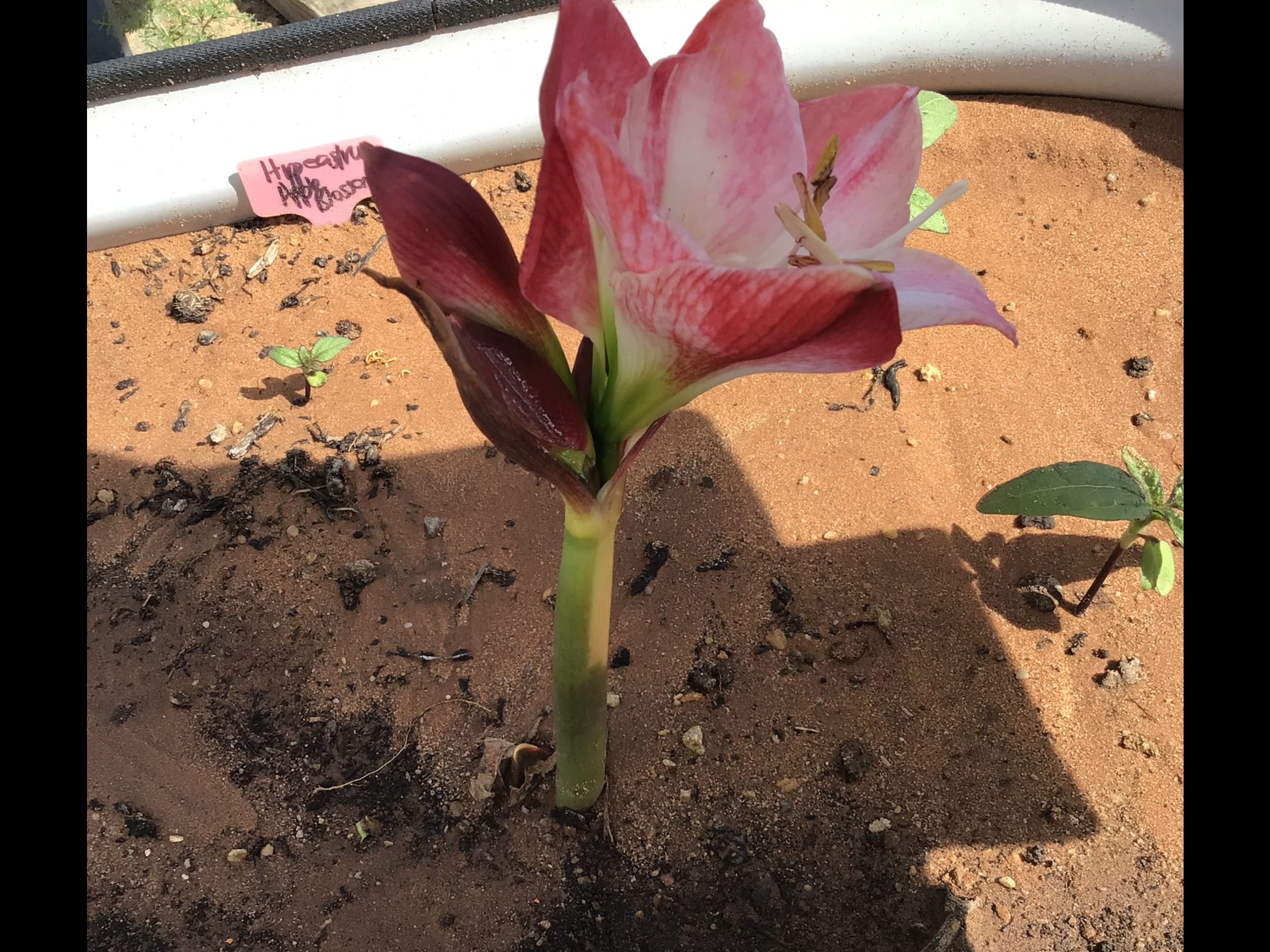 Hippeastrum Bulb (Ready To Flower) Hippeastrum Bulb (Ready To Flower) - Image 4