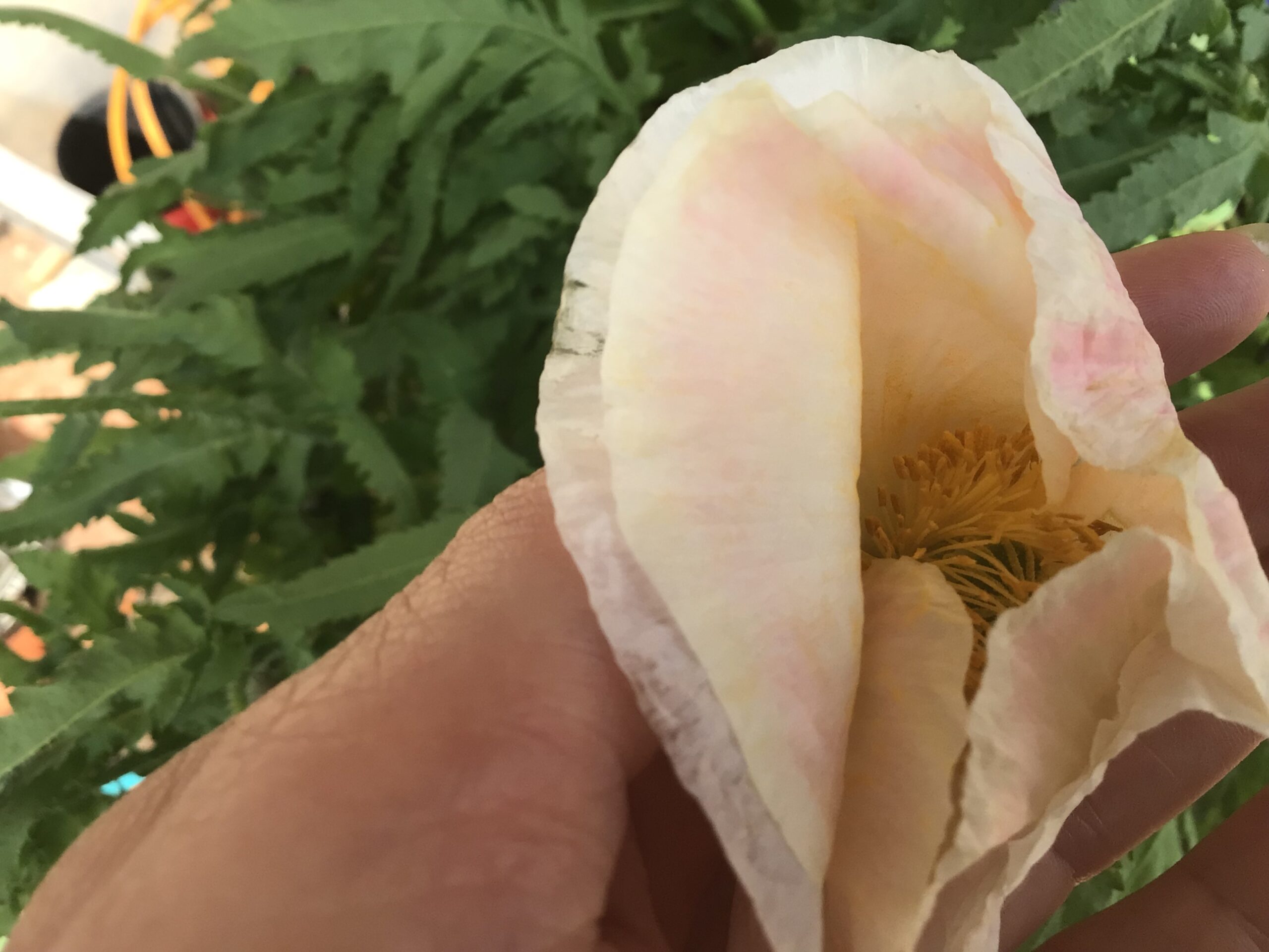 Hippeastrum Bulb (Ready To Flower) Hippeastrum Bulb (Ready To Flower) - Image 6