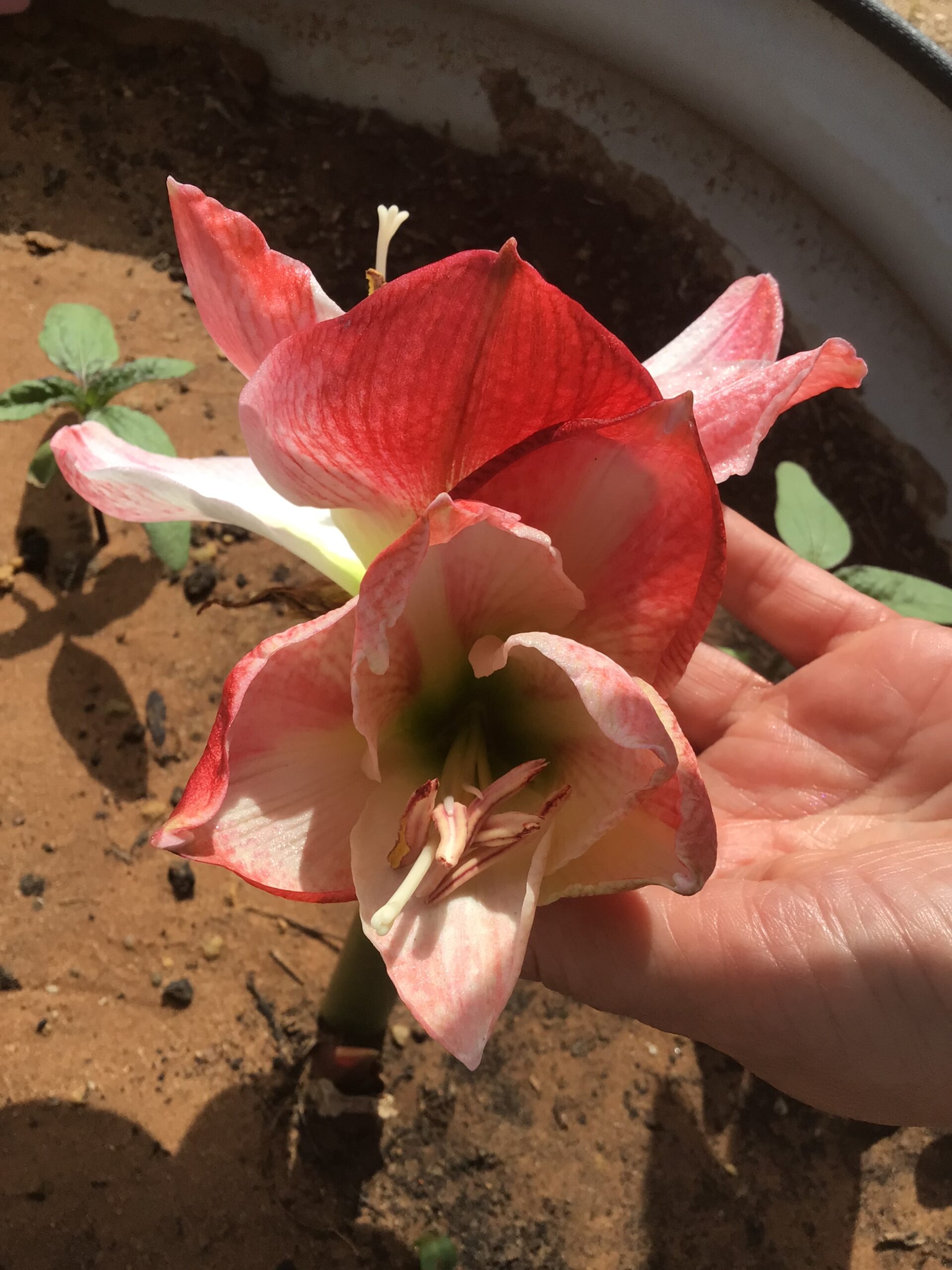 Hippeastrum Bulb (Ready To Flower) Hippeastrum Bulb (Ready To Flower) - Image 7