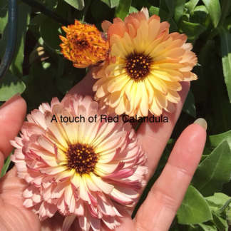 A Touch Of Red Calendula