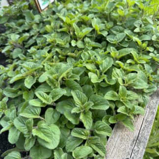 Oregano